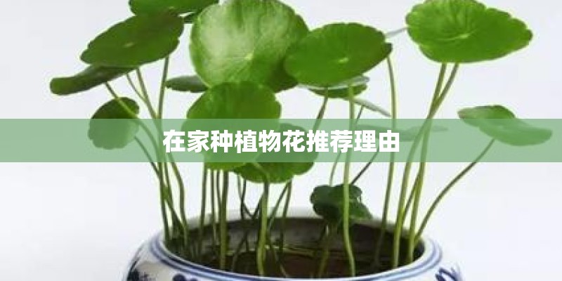 在家种植物花推荐理由