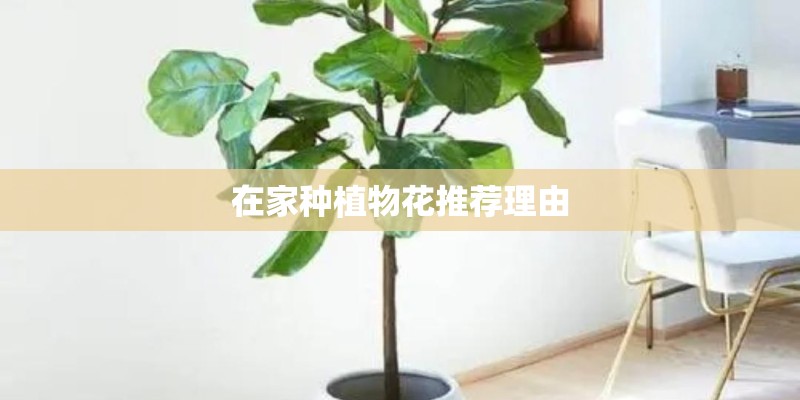 在家种植物花推荐理由