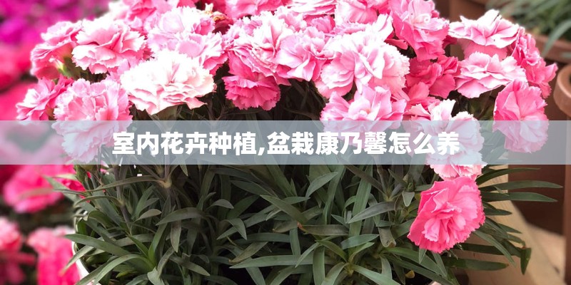 凌宝BOX发布标准版与舒适版 预售价格33800元起售