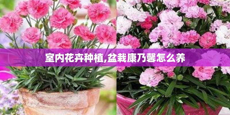 室内花卉种植,盆栽康乃馨怎么养