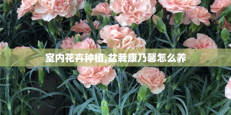 室内花卉种植,盆栽康乃馨怎么养