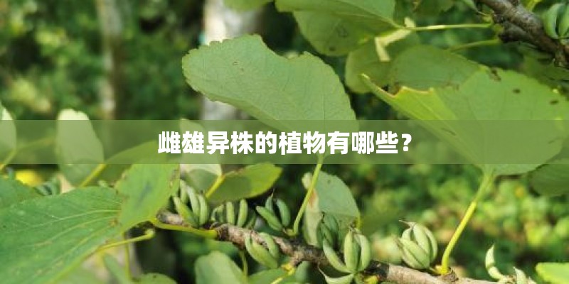 雌雄异株的植物有哪些？