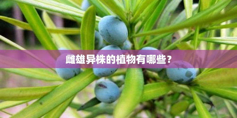 雌雄异株的植物有哪些？