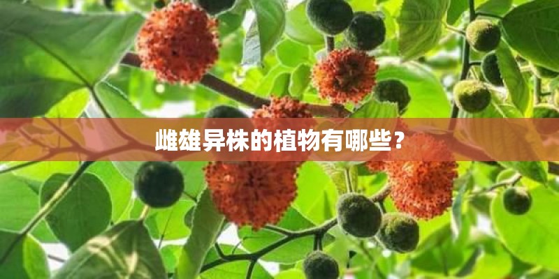 雌雄异株的植物有哪些？