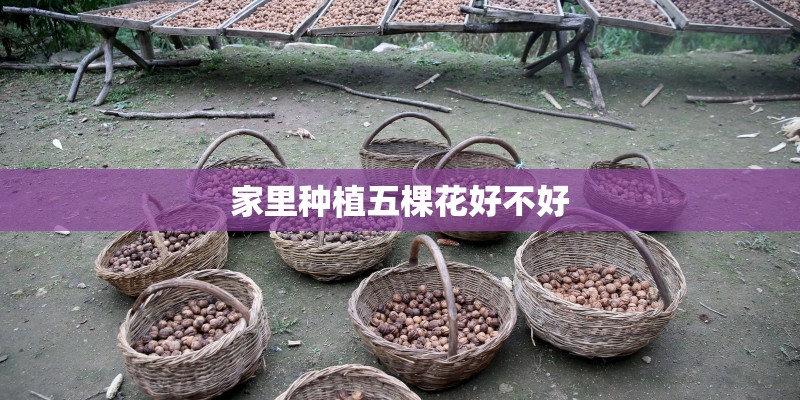 植物的芽有哪些类型？
