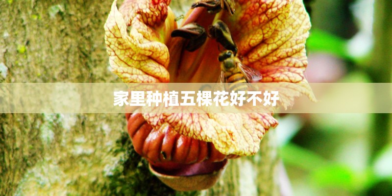 家里种植五棵花好不好 家里种植五棵花好不好