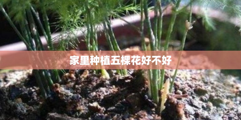 家里种植五棵花好不好 家里种植五棵花好不好
