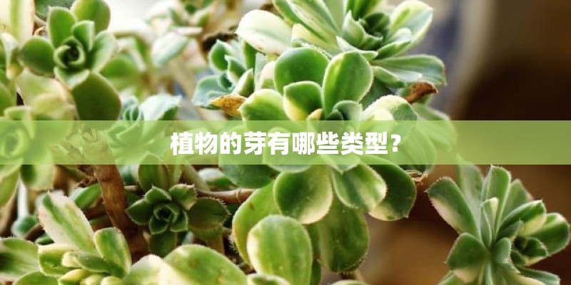 植物的芽有哪些类型？