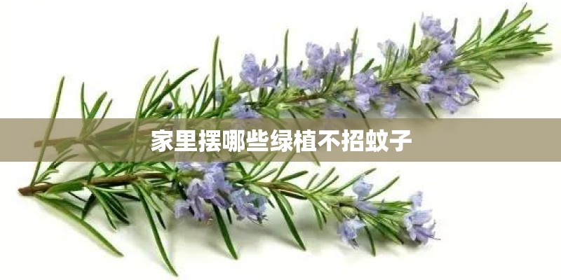 家里摆哪些绿植不招蚊子 家里摆哪些绿植不招蚊子
