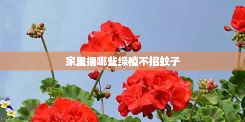 家里摆哪些绿植不招蚊子 家里摆哪些绿植不招蚊子
