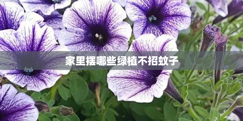 家里摆哪些绿植不招蚊子 家里摆哪些绿植不招蚊子