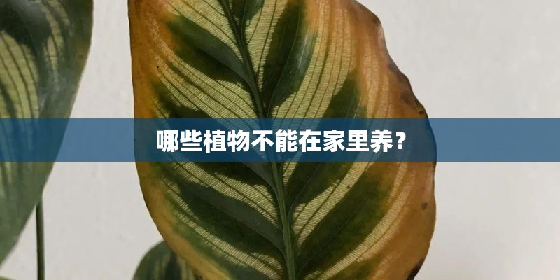 哪些植物不能在家里养? 哪些植物不能在家里养?