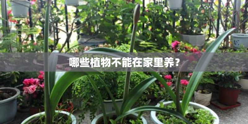 哪些植物不能在家里养? 哪些植物不能在家里养?