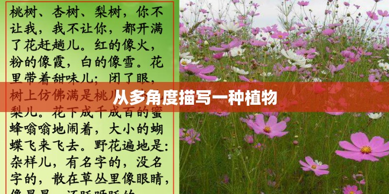 从多角度描写一种植物