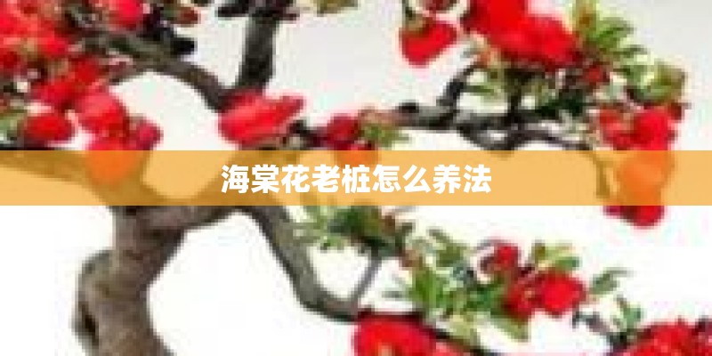 海棠花老桩怎么养法