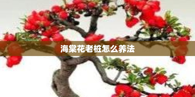 海棠花老桩怎么养法