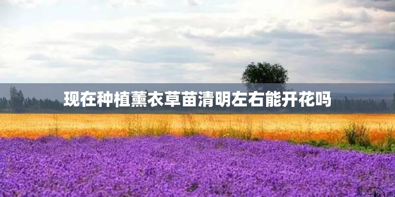 现在种植薰衣草苗清明左右能开花吗