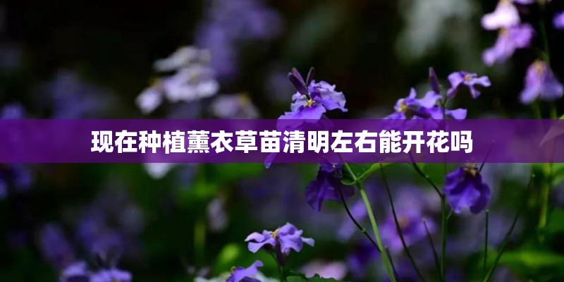 现在种植薰衣草苗清明左右能开花吗