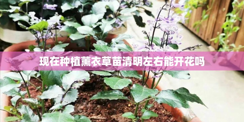现在种植薰衣草苗清明左右能开花吗
