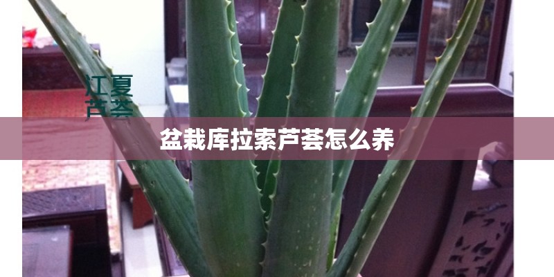 盆栽库拉索芦荟怎么养