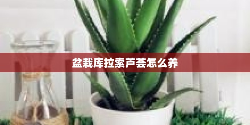 现在种植薰衣草苗清明左右能开花吗