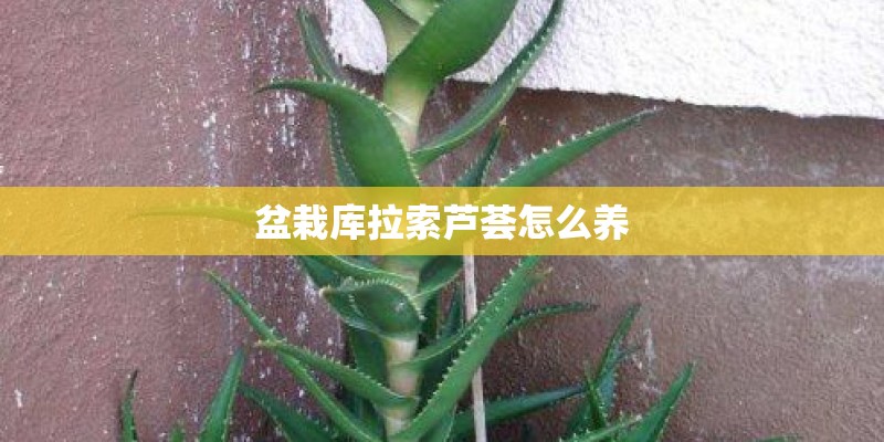 盆栽库拉索芦荟怎么养