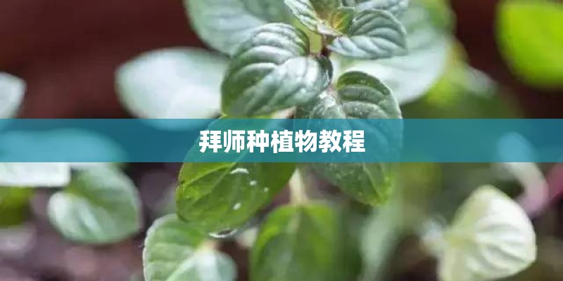 拜师种植物教程