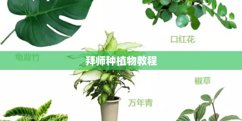 拜师种植物教程