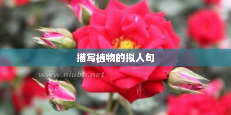 描写植物的拟人句
