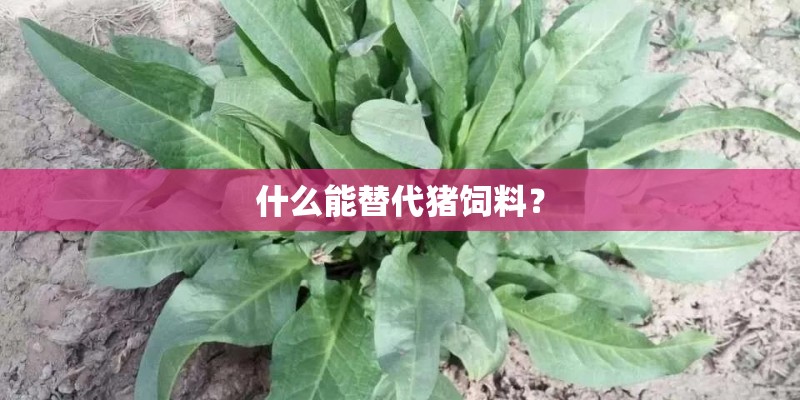 什么能替代猪饲料？