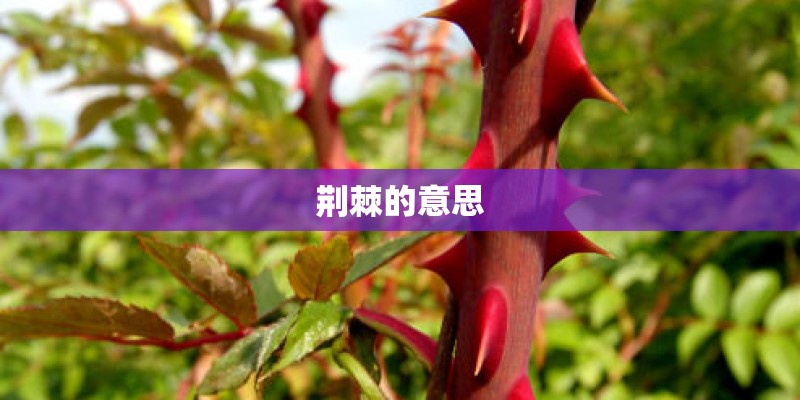 荆棘的意思