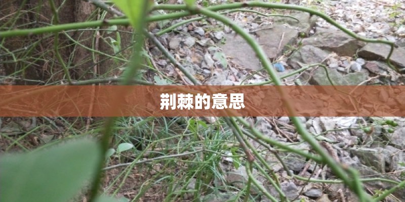 荆棘的意思