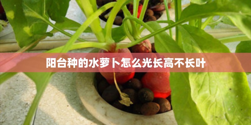 阳台种的水萝卜怎么光长高不长叶