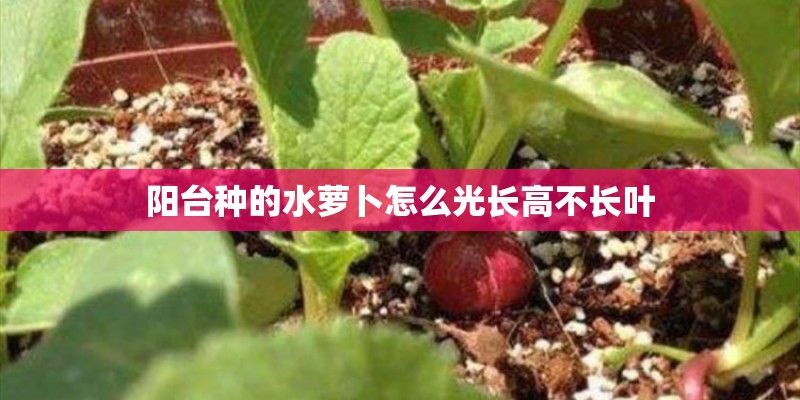 阳台种的水萝卜怎么光长高不长叶