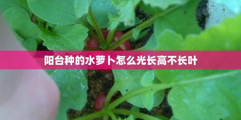 阳台种的水萝卜怎么光长高不长叶