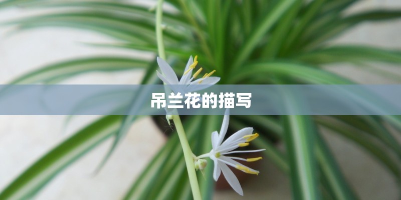 吊兰花的描写