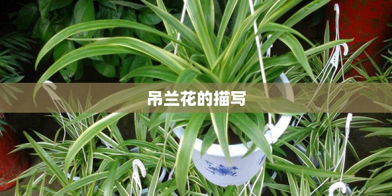 吊兰花的描写
