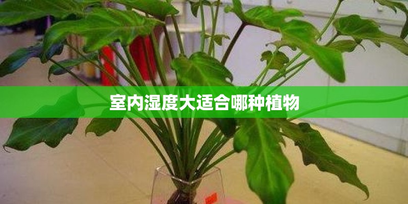 吊兰花的描写