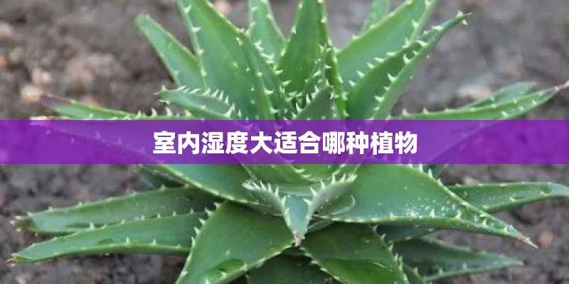 室内湿度大适合哪种植物