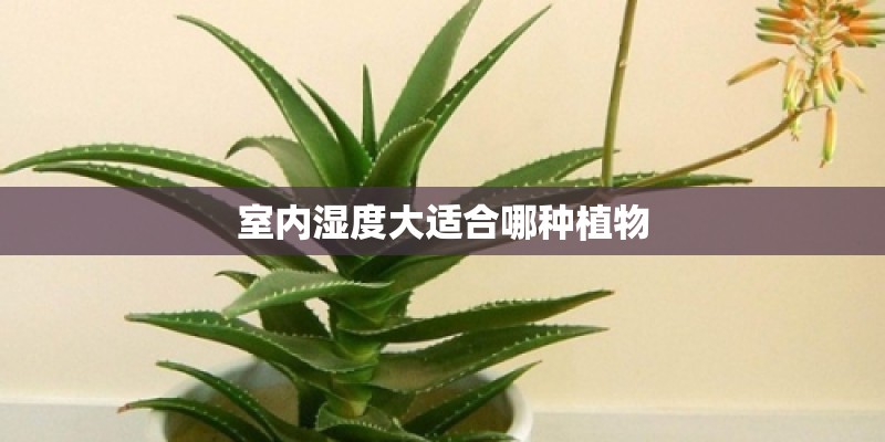 室内湿度大适合哪种植物