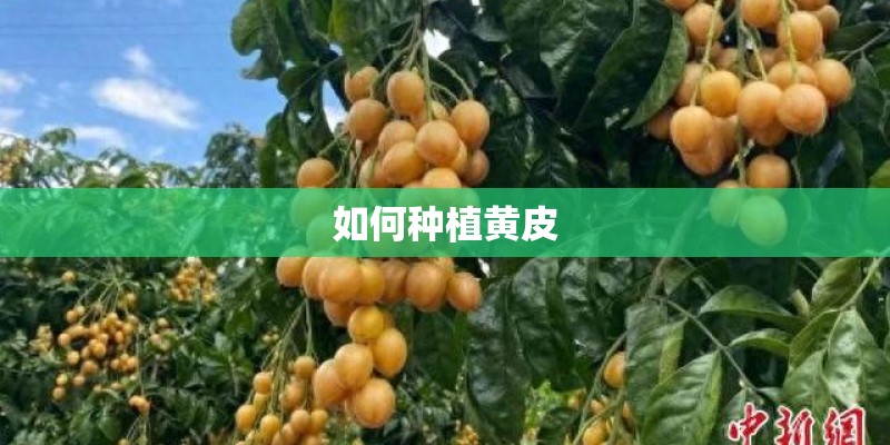 如何种植黄皮