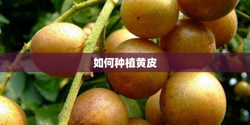 如何种植黄皮