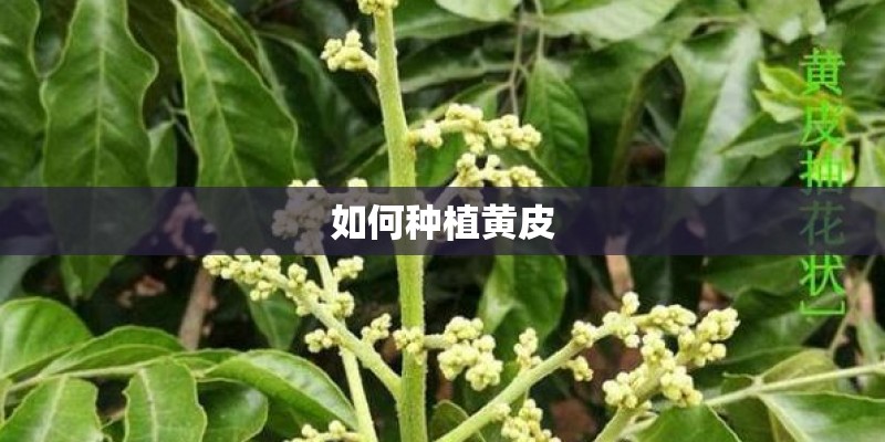 如何种植黄皮