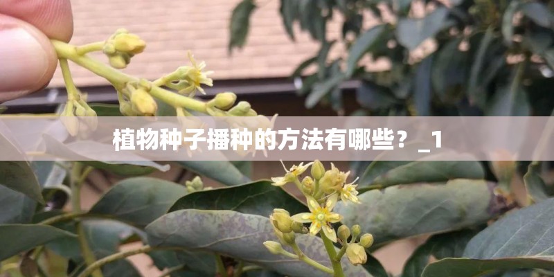 如何种植黄皮