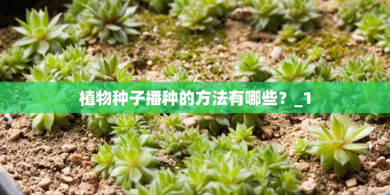 植物种子播种的方法有哪些？_1