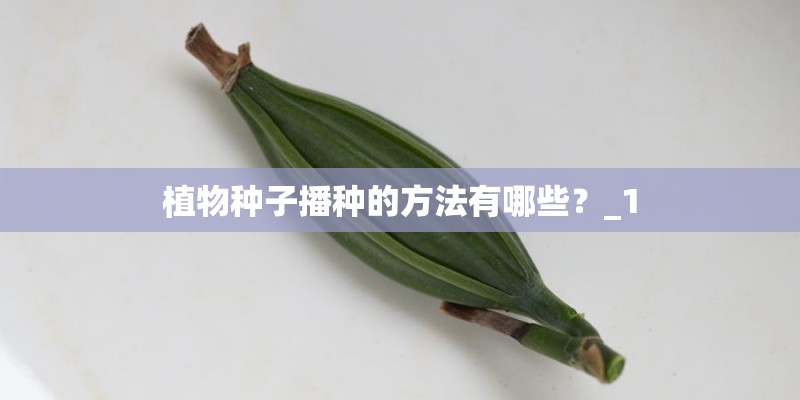 植物种子播种的方法有哪些？_1