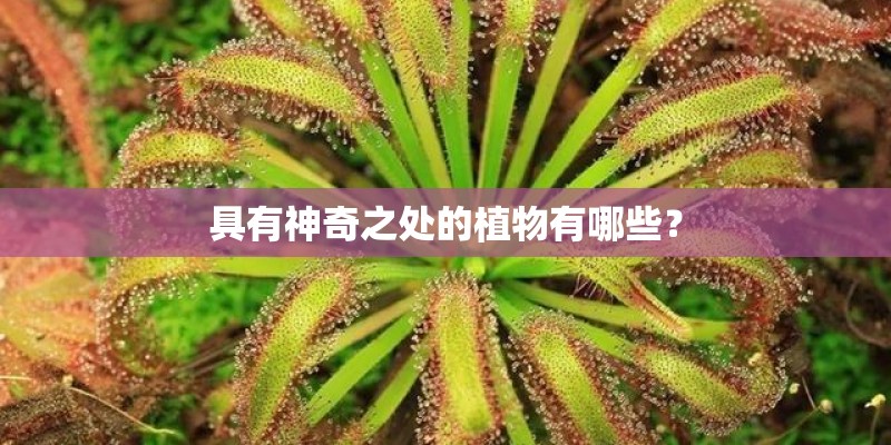 具有神奇之处的植物有哪些？
