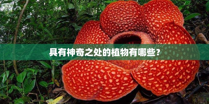 具有神奇之处的植物有哪些？