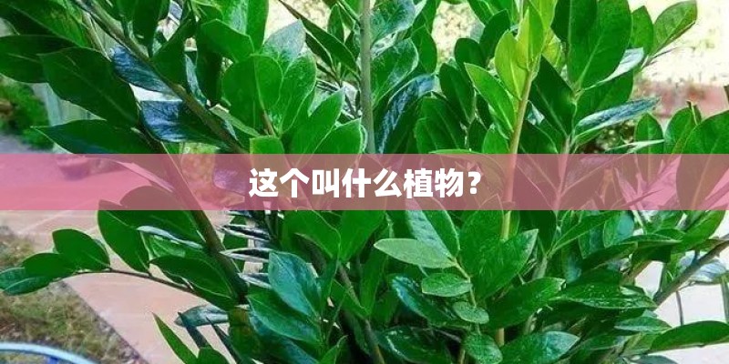 这个叫什么植物？