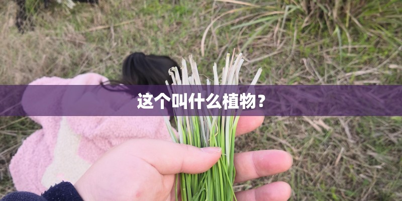 这个叫什么植物？